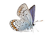 Silver-studded Blue (Plebejus Argus) on white background, Rémuzat, Drome, Provence, France