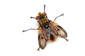 Tachinid fly (Ectophasia crassipennis) on a white background, Vaucluse, Provence, France