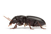Ground beetle (Harpalus sp) on a white background, Provence, France