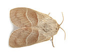 Fox moth (macrothylacia rubi) on white background, Provence, France