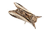 Swallow prominent (Pheosia tremula) on a white background, Vaucluse, Provence, France