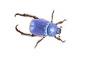 Metallic blue colored beetle (Hoplia coerulea) on white background, Bagnac sur Cele, Lot, France