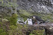 Peregrine falcon Falcon (Falco peregrinus), female feeding her young in a rock shelter covered with lichen and moss, Black Forest, Baden-Württemberg, Germany, Europe