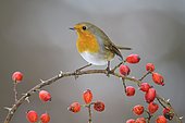 European robin (Erithacus rubecula), sitting on a wild rose branch with red fruits, rose hips, Swabian Alb Biosphere Reserve, Baden-Württemberg, Germany, Europe