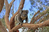 Koala (Phascolarctos cinereus), adult, climbing tree, Kangaroo Island Wildlife Park, Parndana, Kangaroo Island, South Australia, Australia, Oceania