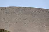 Geoglyphs of the Lluta Valley, Atacama Desert, Chile