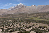 Landscape of the Altiplano at 4200 m altitude, Chile