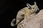 Southern Viscacha (Lagidium viscacia), Altiplano & Puna, San Pedro de Atacama, Chile