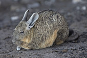 Southern Viscacha (Lagidium viscacia), Altiplano & Puna, San Pedro de Atacama, Chile