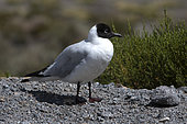 Andean Gull (Larus serranus), Altiplano & Puna, Chili