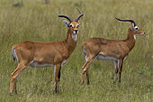 Uganda Kob (Kobus kob thomasi), Murchison Falls National Park, Uganda
