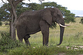 African Elephant (Loxodonta africana), Murchison Falls National Park, Uganda
