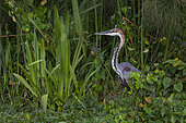 Goliath Heron (Ardea goliath) in a swamp, Murchison Falls National Park, Uganda