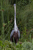 Goliath Heron (Ardea goliath) in a swamp, Murchison Falls National Park, Uganda
