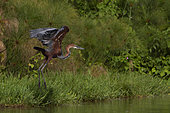 Goliath Heron (Ardea goliath) in a swamp, Murchison Falls National Park, Uganda