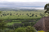 Shrubby savannah in the rainy season, Queen Elizabeth National Park, Uganda
