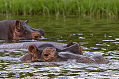 Hippopotamus (Hippopotamus amphibius) in water,Queen Elizabeth National Park, Uganda