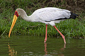 Yellow-billed Stork (Mycteria ibis) in water, Queen Elizabeth National Park, Uganda