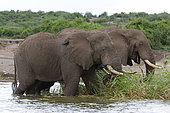 African elephant (Loxodonta africana) eating in water,Queen Elizabeth National Park, Uganda