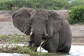 African elephant (Loxodonta africana) eating in water,Queen Elizabeth National Park, Uganda