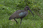 Hadada Ibis (Bostrychia hagedash) in grass, Queen Elizabeth National Park, Uganda