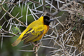 Black-headed weaver (Ploceus melanocephalus) on a branch, Queen Elizabeth National Park, Uganda