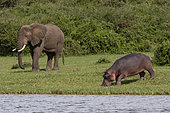 African elephant (Loxodonta africana) and Hippopotamus (Hippopotamus amphibius) eating on bank,Queen Elizabeth National Park, Uganda