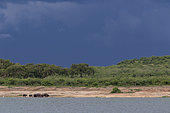 Cape buffalo (Syncerus caffer) on the shores of Lake Edouard, Queen Elizabeth National Park, Uganda