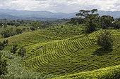 Tea Plantations, Southwest Uganda