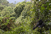 Mountain gorilla (Gorilla gorilla berengei), Uganda
