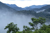 Bwindi Impenetrable Forest National Park, Uganda