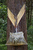 Harvesting pine resin from bleeding trees, Uganda