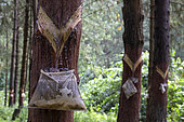 Harvesting pine resin from bleeding trees, Uganda