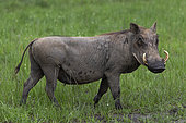 Warthog (Phacochoerus africanus), Lake Mburo National Park, Uganda