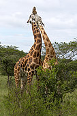 Rothschild's giraffe (Giraffa camelopardalis rothschildi), Lake Mburo National Park, Uganda
