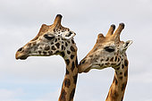 Rothschild's giraffe (Giraffa camelopardalis rothschildi), Lake Mburo National Park, Uganda