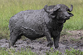 African Buffalo (Syncerus caffer) mud bath, Lake Mburo National Park, Uganda