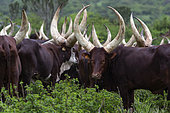 Ankolé Cows, Sacred Cow of Africa, Kingdom of Ankolé, Uganda