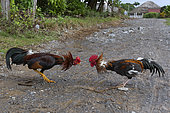 Fighting cocks face to face, Cuba