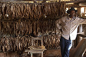 Tobacco planter in its leaf dryer, Cuba