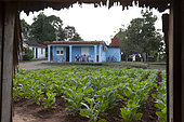 Tobacco field and small painted house, Vinales National Park, Cuba