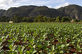 Tobacco field, Vinales National Park, Cuba