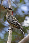 West Indian woodpecker (Melanerpes superciliaris) on a branch, Cuba