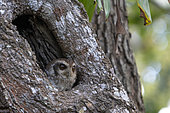 Cuban screech owl (Margarobyas lawrencii) in a trunk, Cuba
