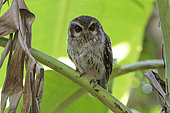 Cuban screech owl (Margarobyas lawrencii) on a branch, Cuba