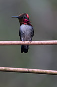 Bee Hummingbird (Mellisuga helenae), Cuba