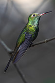Cuban Emerald (Chlorostilbon ricordii) on a branch, Cuba