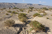 Desert Steppe and Jebel, Sultanate of Oman
