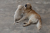 Golden retriever dog and puppy playing, Provence, France