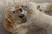 Golden retriever dog and puppy playing, Provence, France